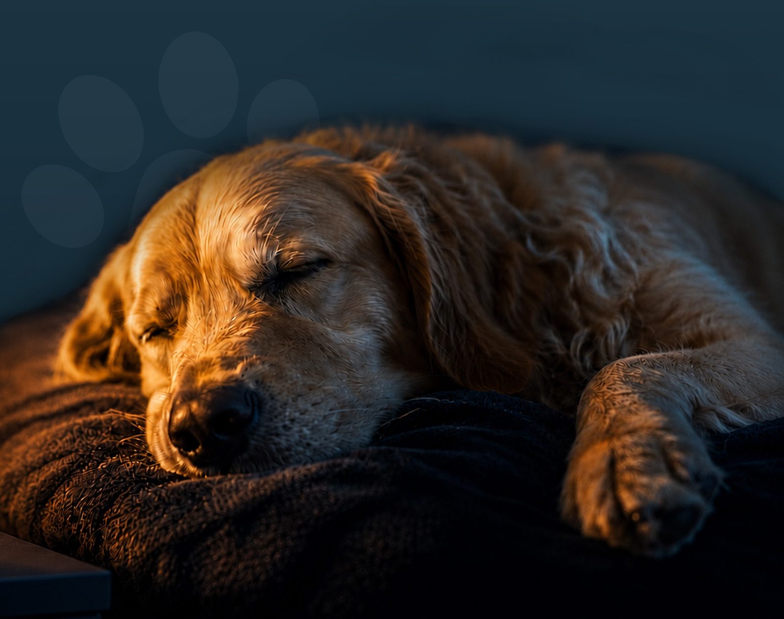 A resting dog under everyday cardiac monitoring